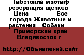 Тибетский мастиф резервация щенков › Цена ­ 100 000 - Все города Животные и растения » Собаки   . Приморский край,Владивосток г.